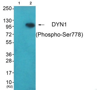 Western blot analysis of extracts from HepG2 cells (Lane 2), using DYN1 (Phospho-Ser778) Antibody. The lane on the left is treated with synthesized peptide.