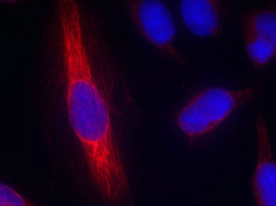 Immunofluorescence staining of methanol-fixed Hela cells using nNOS(Ab-852) Antibody.