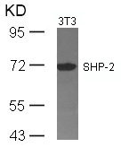 Western blot analysis of extracts from 3T3 cells using SHP-2(Ab-542) Antibody. Western blot analysis of extracts from 3T3 cells using SHP-2(Ab-542) Antibody.
