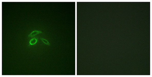 Immunofluorescence staining of methanol-fixed HepG2 cells using CD227/MUC1 (Phospho-Tyr1229) Antibody.