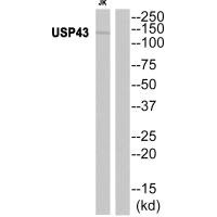 Western blot analysis of extracts from JK cells, using USP43 antibody. Western blot analysis of extracts from JK cells, using USP43 antibody.