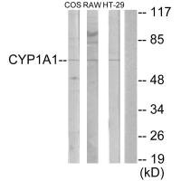 Western blot analysis of extracts from COS-7 cells, RAW264.7 cells and HT-29 cells, using Cytochrome P450 1A1/2 antibody. Western blot analysis of extracts from COS-7 cells, RAW264.7 cells and HT-29 cells, using Cytochrome P450 1A1/2 antibody.