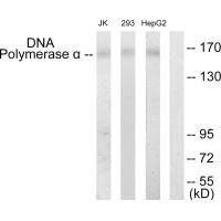 Western blot analysis of extracts from Jurkat cells, 293 cells and HepG2 cells, using DNA Polymerase alpha antibody. Western blot analysis of extracts from Jurkat cells, 293 cells and HepG2 cells, using DNA Polymerase alpha antibody.