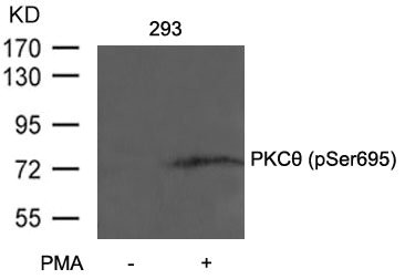 Western blot analysis of extracts from 293 cells untreated or treated with PMA using PKCth(Phospho-Ser695) Antibody. Western blot analysis of extracts from 293 cells untreated or treated with PMA using PKCth(Phospho-Ser695) Antibody.