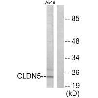 Western blot analysis of extracts from A549 cells, using Claudin 5 antibody.