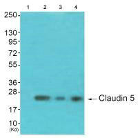 Western blot analysis of extracts from 293 cells (Lane 2), K562 cells (Lane 3) and 3T3 cells (Lane 4), using Claudin 5 antiobdy. The lane on the left is treated with synthesized peptide.