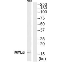 Western blot analysis of extracts from K562 cells, using MYL6 antibody. Western blot analysis of extracts from K562 cells, using MYL6 antibody.