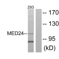 Western blot analysis of extracts from 293 cells, using MED24 antibody. Western blot analysis of extracts from 293 cells, using MED24 antibody.