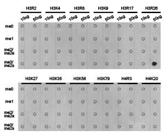 Dot-blot analysis of all sorts of methylation peptides using H3R26me2s antibody.