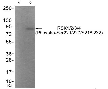 Western blot analysis of extracts from HepG2 cells (Lane 2), using RSK1/2/3/4 (Phospho-Ser221/227/218/232) Antibody. The lane on the left is treated with antigen-specific peptide. Western blot analysis of extracts from HepG2 cells (Lane 2), using RSK1/2/3/4 (Phospho-Ser221/227/218/232) Antibody. The lane on the left is treated with antigen-specific peptide.