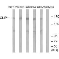 Western blot analysis of extracts from MCF-7 cells, RAW264.7 cells, HepG2 cells, COLO cells and HUVEC cells, using CLIP1 antibody. Western blot analysis of extracts from MCF-7 cells, RAW264.7 cells, HepG2 cells, COLO cells and HUVEC cells, using CLIP1 antibody.