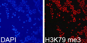 Immunofluorescence analysis of 293T cell using H3K79me3 antibody. Blue: DAPI for nuclear staining.