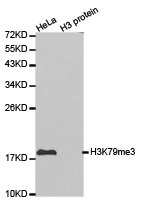 Western blot analysis of extracts of HeLa cell line and H3 protein expressed in E.coli., using H3K79me3 antibody. Western blot analysis of extracts of HeLa cell line and H3 protein expressed in E.coli., using H3K79me3 antibody.