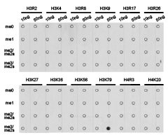 Dot-blot analysis of all sorts of methylation peptides using H3K79me3 antibody.