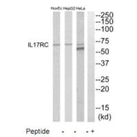 Western blot analysis of extracts from HeLa, HepG2 and HuvEc cells, using IL17RC antibody. Western blot analysis of extracts from HeLa, HepG2 and HuvEc cells, using IL17RC antibody.