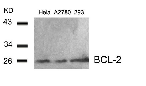 Western blot analysis of extracts from Hela, A2780 and 293 cells using BCL-2(Ab-56) Antibody. Western blot analysis of extracts from Hela, A2780 and 293 cells using BCL-2(Ab-56) Antibody.