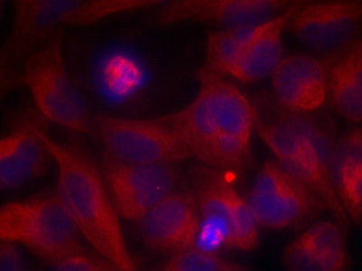 Immunofluorescence staining of methanol-fixed Hela cells using Rel(Ab-503) Antibody. Immunofluorescence staining of methanol-fixed Hela cells using Rel(Ab-503) Antibody.
