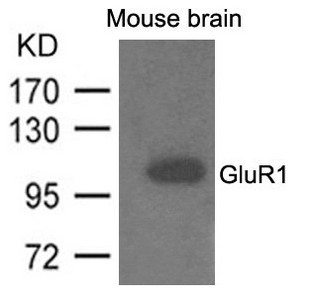 Western blot analysis of extracts from mouse brain and using GluR1 Antibody. Western blot analysis of extracts from mouse brain and using GluR1 Antibody.
