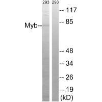 Western blot analysis of extracts from 293 cells, using Myb (Ab-532) antibody. Western blot analysis of extracts from 293 cells, using Myb (Ab-532) antibody.