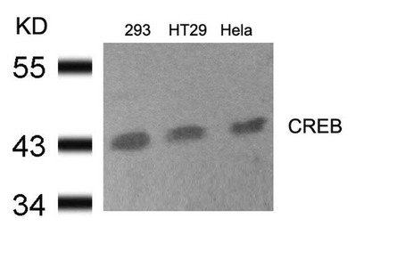 Western blot analysis of extracts from 293, HT29 and Hela cells using CREB(Ab-133) Antibody. Western blot analysis of extracts from 293, HT29 and Hela cells using CREB(Ab-133) Antibody.