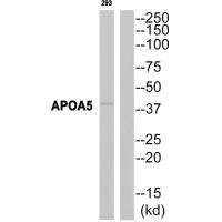 Western blot analysis of extracts from 293 cells, using APOA5 antibody. Western blot analysis of extracts from 293 cells, using APOA5 antibody.