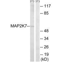 Western blot analysis of extracts from HeLa cells, using MAP2K7 (Ab-271) antibody.