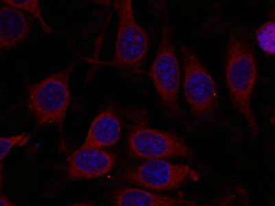 Immunofluorescence staining of methanol-fixed MCF7 cells using mTOR(Ab-2448) Antibody.