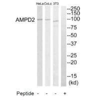 CSB-PA211918