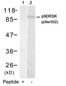 Western blot analysis of extracts from HUVEC cells using p90RSK(Phospho-Ser352) Antibody(Lane 2) and the same antibody preincubated with blocking peptide(Lane1). Western blot analysis of extracts from HUVEC cells using p90RSK(Phospho-Ser352) Antibody(Lane 2) and the same antibody preincubated with blocking peptide(Lane1).