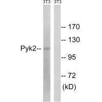 Western blot analysis of extracts from 3T3 cells, using PYK2 (Ab-579) antibody. Western blot analysis of extracts from 3T3 cells, using PYK2 (Ab-579) antibody.