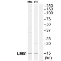 Western blot analysis of extracts from K562/NIH-3T3 cells, using LGALS1 antibody. Western blot analysis of extracts from K562/NIH-3T3 cells, using LGALS1 antibody.