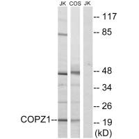 Western blot analysis of extracts from Jurkat cells and COS cells, using COPZ1 antibody. Western blot analysis of extracts from Jurkat cells and COS cells, using COPZ1 antibody.