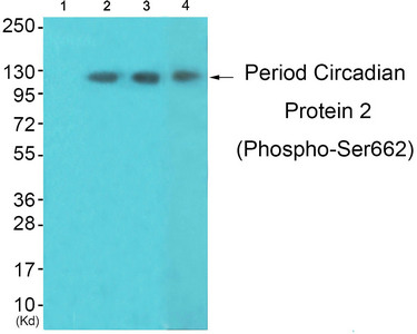 Western blot analysis of extracts from 3T3lbnotHeLa and K562 cells, using Period Circadian Protein 2 (Phospho-Ser662) Antibody. The lane on the left is treated with synthesized peptide.