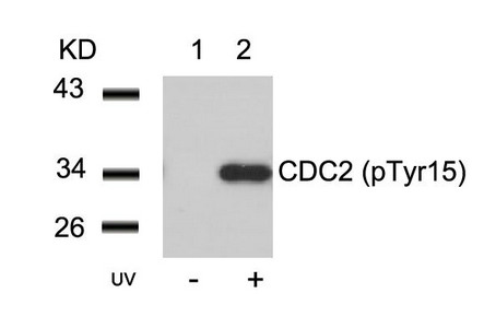 Western blot analysis of extracts from Hela cells untreated(lane 1) or treated with UV(lane 2) using CDC2(Phospho-Tyr15) Antibody. Western blot analysis of extracts from Hela cells untreated(lane 1) or treated with UV(lane 2) using CDC2(Phospho-Tyr15) Antibody.