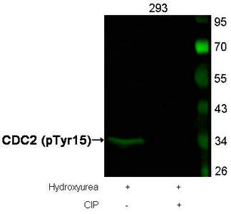 Western blot analysis of extracts from 293 cells, treated with Hydroxyurea or calf intestinal phosphatase (CIP), using CDC2 (Phospho-Tyr15) Antibody.