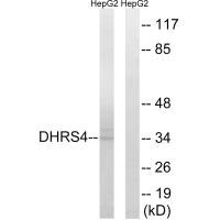 Western blot analysis of extracts from HepG2 cells, using DHRS4 antibody. Western blot analysis of extracts from HepG2 cells, using DHRS4 antibody.