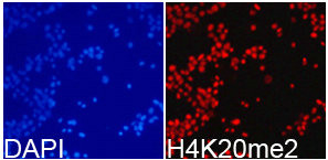 Immunofluorescence analysis of 293T cell using H4K20me2 antibody. Blue: DAPI for nuclear staining.