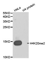 Western blot analysis of extracts of HeLa cell line and H4 protein expressed in E.coli., using H4K20me2 antibody. Western blot analysis of extracts of HeLa cell line and H4 protein expressed in E.coli., using H4K20me2 antibody.