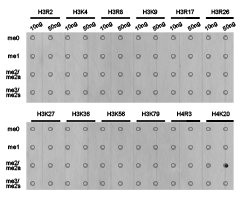 Dot-blot analysis of all sorts of methylation peptides using H4K20me2 antibody.