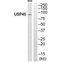 Western blot analysis of extracts from A549 cells, using USP45 antibody. Western blot analysis of extracts from A549 cells, using USP45 antibody.