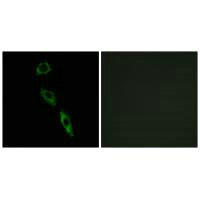 Immunofluorescence analysis of A549 cells, using ERAS antibody.