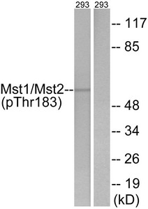 Western blot analysis of extracts from 293 cells, treated with H2O2 (100uM, 15mins), using Mst1/2 (Phospho-Thr183) antibody. The lane on the right is treated with the synthesized peptide.