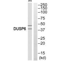 Western blot analysis of extracts from 3T3 cells, using DUSP6 antiobdy. Western blot analysis of extracts from 3T3 cells, using DUSP6 antiobdy.