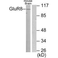 Western blot analysis of extracts from mouse brain, using GluR8 antibody.