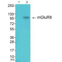 Western blot analysis of extracts from k562 cells (Lane 2), using mGluR8 antiobdy. The lane on the left is treated with synthesized peptide.