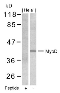 Western blot analysis of extracts from Hela cells using MyoD(Ab-200) Antibody and the same antibody preincubated with blocking peptide. Western blot analysis of extracts from Hela cells using MyoD(Ab-200) Antibody and the same antibody preincubated with blocking peptide.