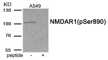 Western blot analysis of extracts from A549 tissue using Phospho-NMDAR1 (Ser890) antibody.The lane on the right is treated with the antigen-specific peptide. Western blot analysis of extracts from A549 tissue using Phospho-NMDAR1 (Ser890) antibody.The lane on the right is treated with the antigen-specific peptide.