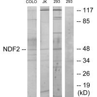 Western blot analysis of extracts from COLO cells, Jurkat cells and 293 cells, using NDF2 antibody. Western blot analysis of extracts from COLO cells, Jurkat cells and 293 cells, using NDF2 antibody.
