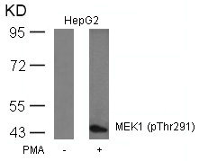 Western blot analysis of extracts from HepG2 cells untreated or treated with PMA using MEK1(Phospho-Thr291) Antibody. Western blot analysis of extracts from HepG2 cells untreated or treated with PMA using MEK1(Phospho-Thr291) Antibody.