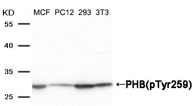 Western blot analysis of extracts from MCF, PC12, 293 and 3T3 cells using PHB (Phospho-Tyr259) Antibody. Western blot analysis of extracts from MCF, PC12, 293 and 3T3 cells using PHB (Phospho-Tyr259) Antibody.